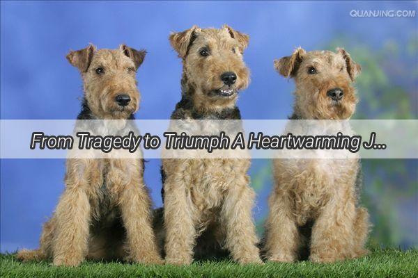 From Tragedy to Triumph A Heartwarming Journey of a Dogs Rescue and Recovery